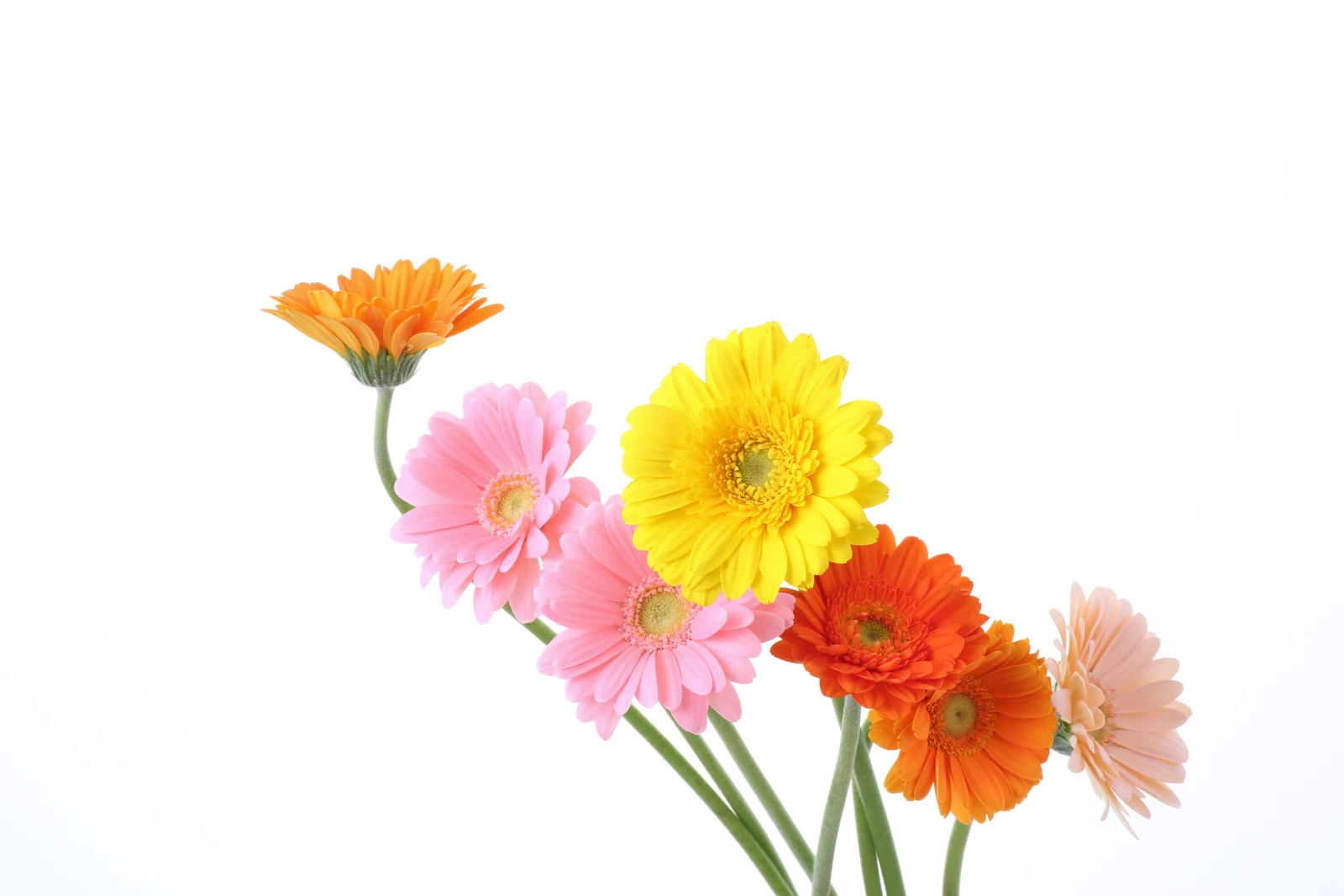 白い背景に並ぶ色とりどりのガーベラの花束